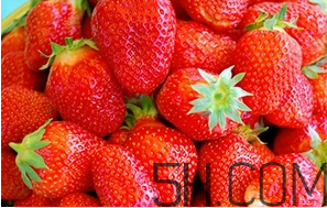 草莓都有哪些熱門品種？草莓怎么放不容易壞？