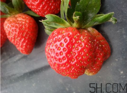 奶油草莓是不是轉基因？激素草莓的危害有哪些？