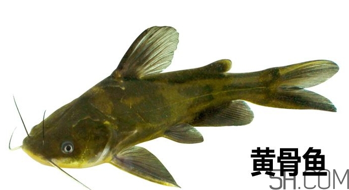 黃骨魚(yú)是發(fā)物嗎？黃骨魚(yú)是什么魚(yú)？