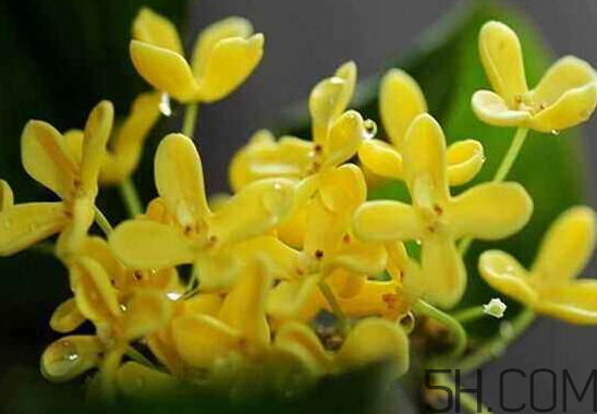 桂花可以放冰箱嗎？新鮮桂花可以放冰箱嗎？