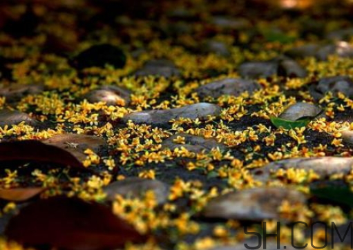 桂花可以放冰箱嗎？新鮮桂花可以放冰箱嗎？