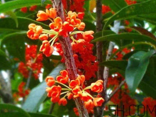 紅桂花好還是黃桂花好 紅桂花和黃桂花的區別