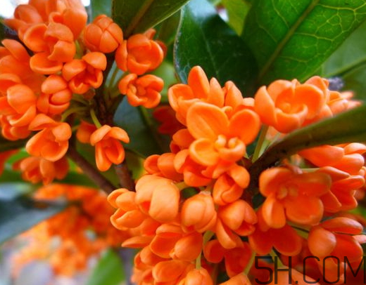 紅桂花好還是黃桂花好 紅桂花和黃桂花的區別