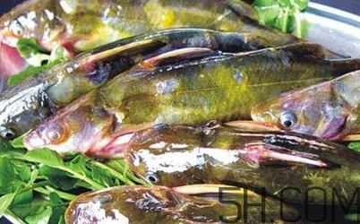 黃骨魚(yú)是發(fā)物嗎？黃骨魚(yú)是什么魚(yú)？