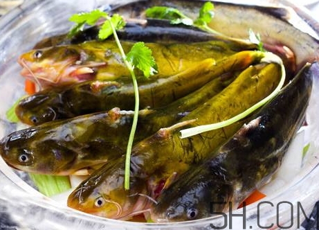 黃骨魚(yú)是發(fā)物嗎？黃骨魚(yú)是什么魚(yú)？