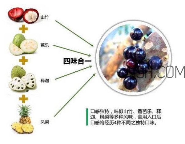 嘉寶果怎么吃？嘉寶果什么時候種植