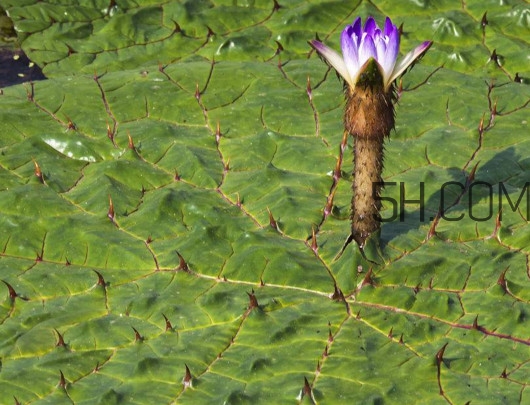 芡實是蓮子嗎？芡實是長在哪里的