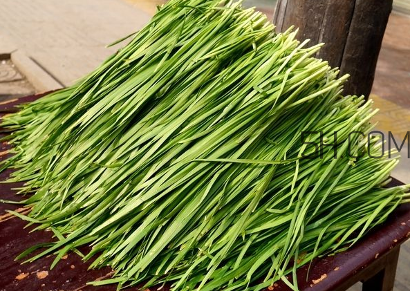 立秋后可以種韭菜嗎？怎樣種韭菜？