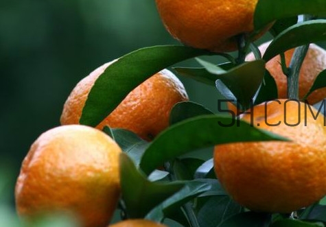 皇帝柑是哪里的特產？皇帝柑是熱性還是涼性？