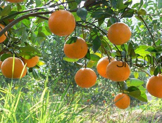貢柑怎么預防裂果？貢柑種植管理技術