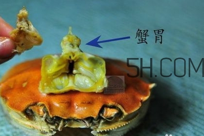 螃蟹的屎在哪里？螃蟹的屎和蟹黃怎么分辨？