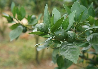貢柑怎么預防裂果？貢柑種植管理技術