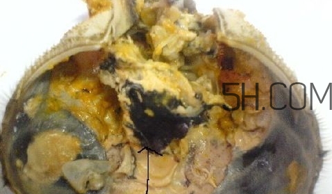 螃蟹的屎在哪里？螃蟹的屎和蟹黃怎么分辨？