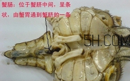 螃蟹的屎在哪里？螃蟹的屎和蟹黃怎么分辨？