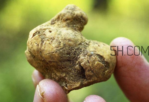 ç™½æ¾éœ²æ˜¯ä»€ä¹ˆï¼Ÿç™½æ¾éœ²çš„åŠŸæ•ˆèˆ‡ä½œç”¨