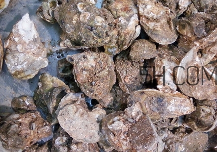 海蠣子有什么營養價值？海蠣子蒸多長時間