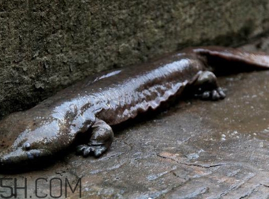 娃娃魚(yú)可以吃嗎？娃娃魚(yú)有靈性嗎