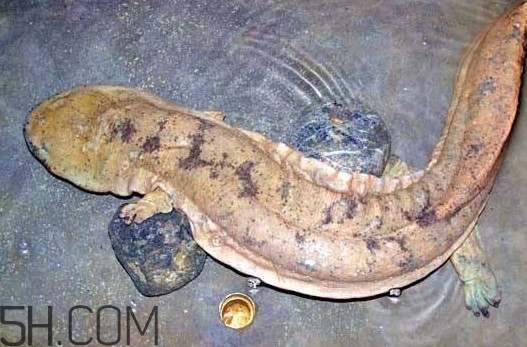 娃娃魚吃什么？娃娃魚是國家?guī)准?jí)保護(hù)動(dòng)物