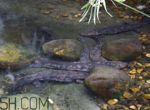 野生娃娃魚(yú)和養(yǎng)殖娃娃魚(yú)有什么區(qū)別？娃娃魚(yú)有毒嗎