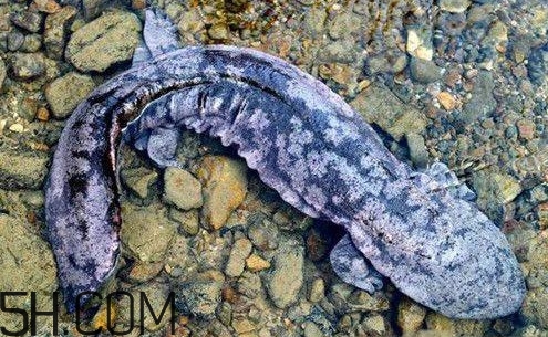 娃娃魚是魚嗎？娃娃魚買賣違法嗎？