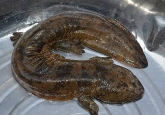 娃娃魚是魚嗎？娃娃魚買賣違法嗎？