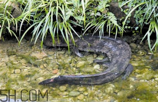 娃娃魚(yú)可以吃嗎？娃娃魚(yú)有靈性嗎