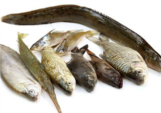 沒有魚刺的魚是哪種魚？如何挑選魚？