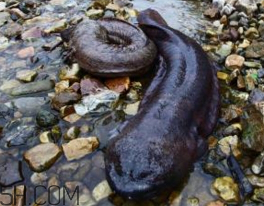 娃娃魚(yú)能治什么病？娃娃魚(yú)可以和金魚(yú)一起養(yǎng)嗎