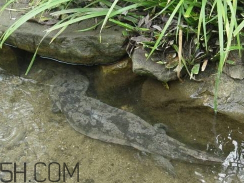 娃娃魚(yú)能治什么病？娃娃魚(yú)可以和金魚(yú)一起養(yǎng)嗎