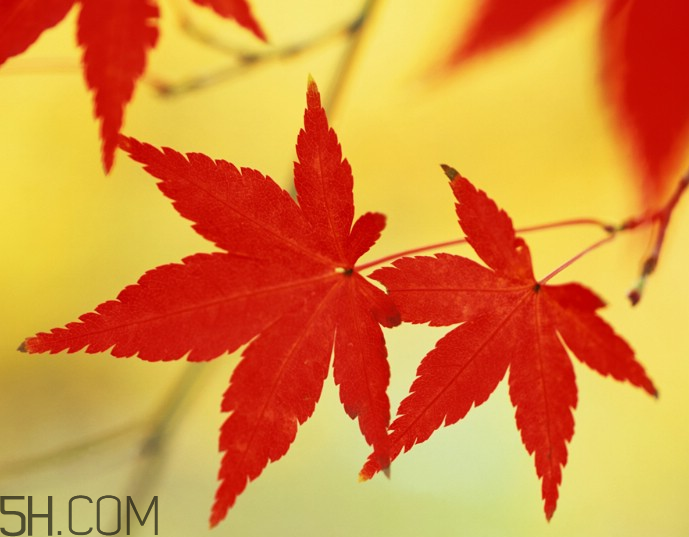 楓葉幾月份最紅？楓葉幾月的時(shí)候最美？