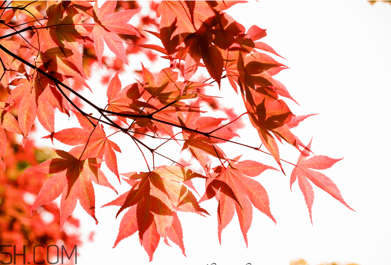 楓葉幾月份最紅？楓葉幾月的時(shí)候最美？