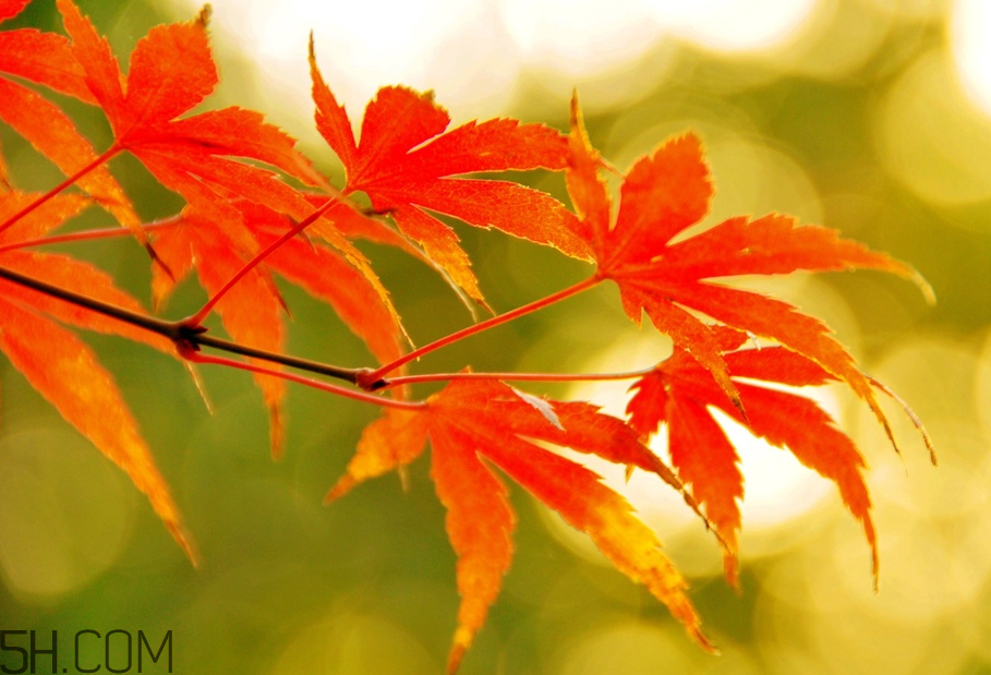 楓葉幾月份最紅？楓葉幾月的時(shí)候最美？