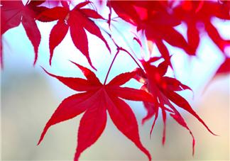 楓葉幾月份最紅？楓葉幾月的時候最美？