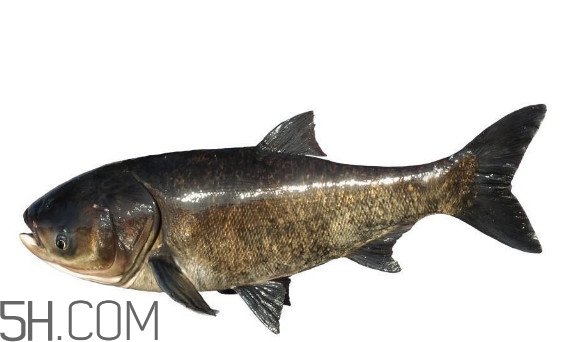 胖頭魚是什么魚？胖頭魚是發(fā)物嗎
