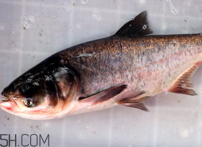 胖頭魚有什么營養？胖頭魚是鰱魚嗎