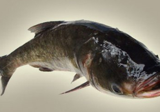 胖頭魚是什么魚？胖頭魚是發物嗎
