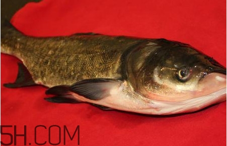 胖頭魚可以做魚丸嗎？胖頭魚可以做酸菜魚嗎