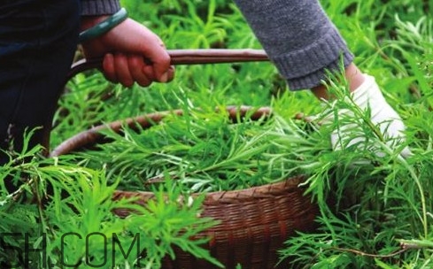 藜蒿多少錢一斤？藜蒿和蘆蒿是同一種菜嗎？