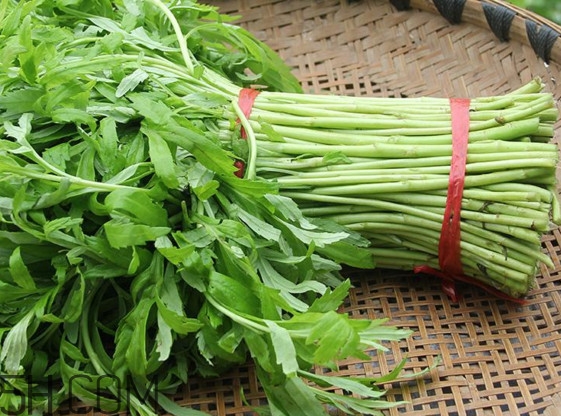 藜蒿什么季節有？藜蒿是發物嗎