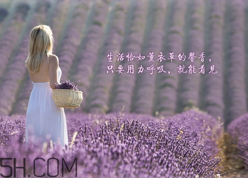 香柏樹薰衣草敏感修復乳液怎么樣？多少錢？