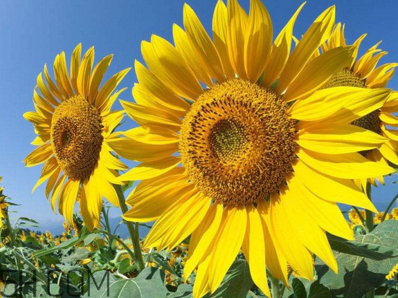 向日葵什么時候開花？向日葵什么時候成熟