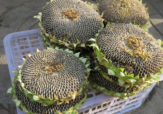 一朵向日葵能結多少葵花籽？葵花籽為什么也會致癌