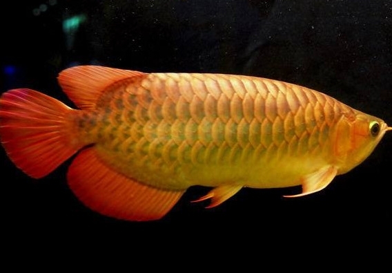 金龍魚能吃嗎？紅龍魚貴還是金龍魚貴