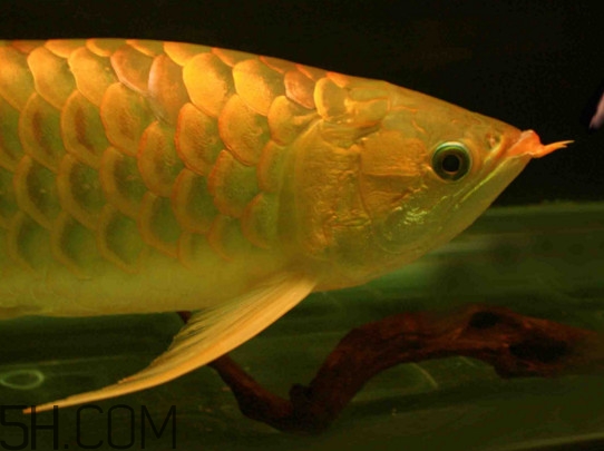 什么魚和金龍魚一起養(yǎng)好？金龍魚怎么養(yǎng)