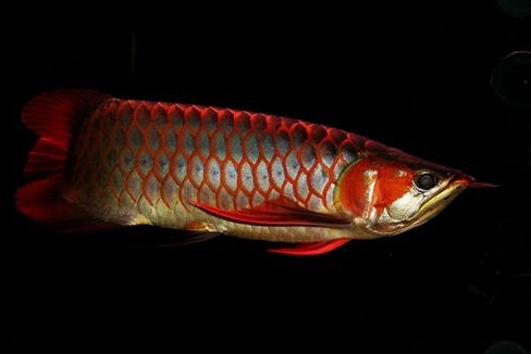 金龍魚是怎么繁殖？養金龍魚有什么講究
