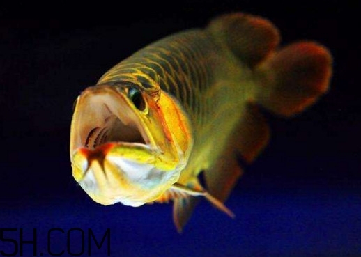 金龍魚有什么寓意？金龍魚有幾個品種