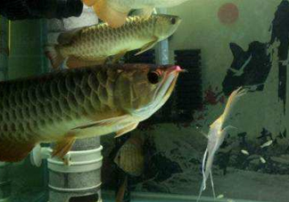 金龍魚是怎么繁殖？養金龍魚有什么講究