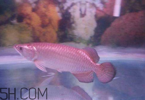 金龍魚是怎么繁殖？養金龍魚有什么講究