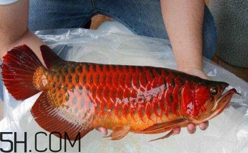 金龍魚能吃嗎？紅龍魚貴還是金龍魚貴