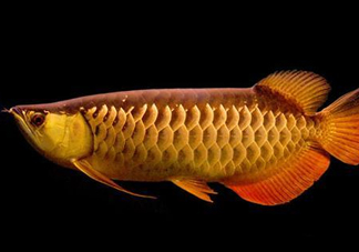 什么魚和金龍魚一起養好？金龍魚怎么養